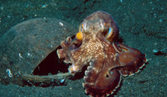 intelligenza del polpo