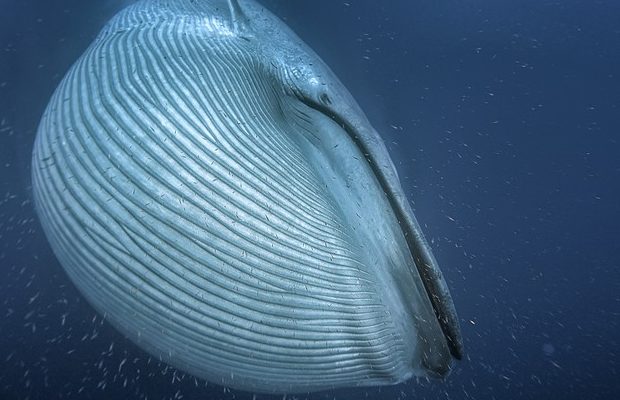 balenottera azzurra