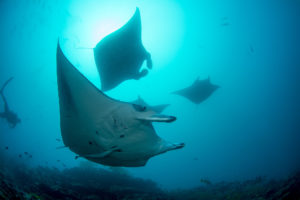 amico della manta