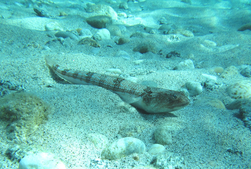 fondi sabbiosi