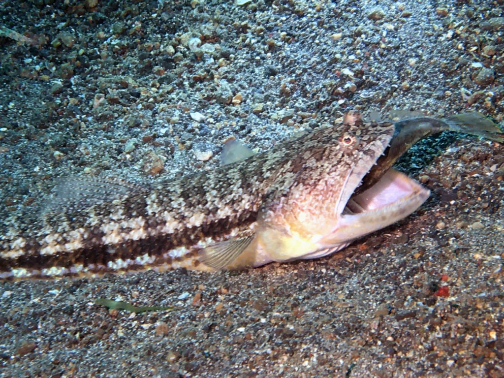 maacrofotografia a lembeh