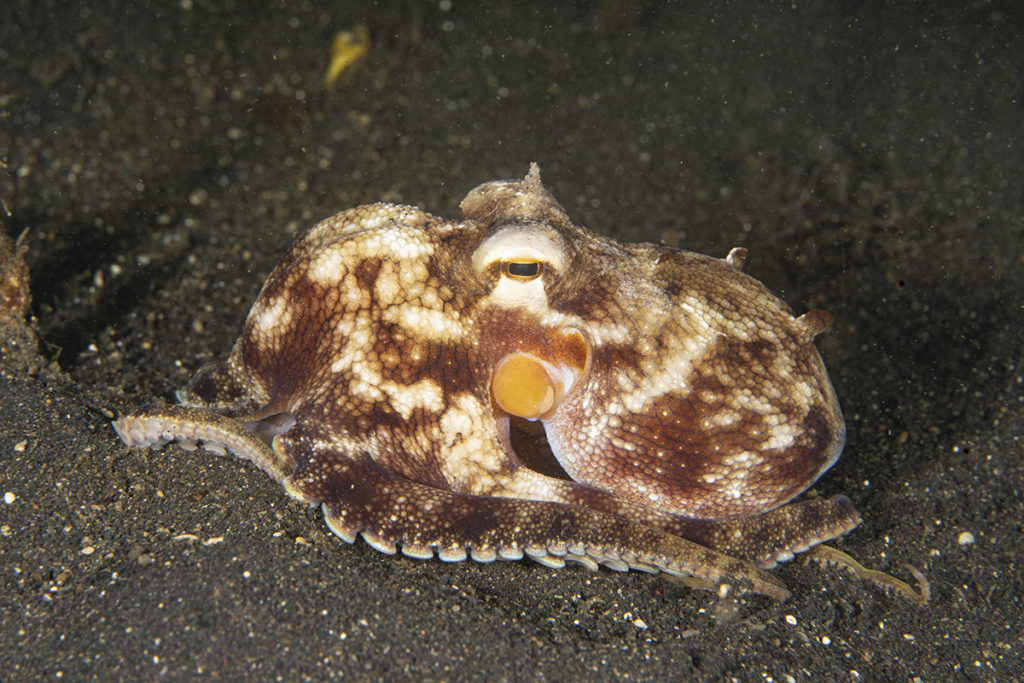 macrofotografia a lembeh