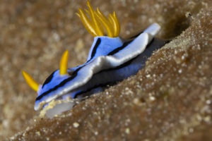 macrofotografia a lembeh