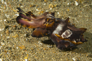 macrofotografia a lembeh