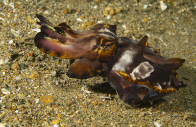 macrofotografia a lembeh