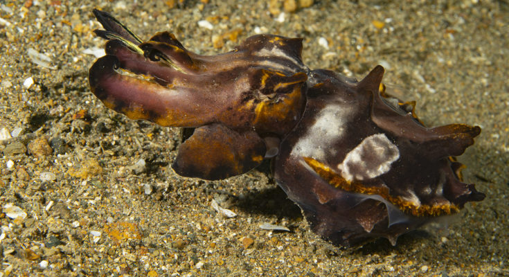 macrofotografia a lembeh