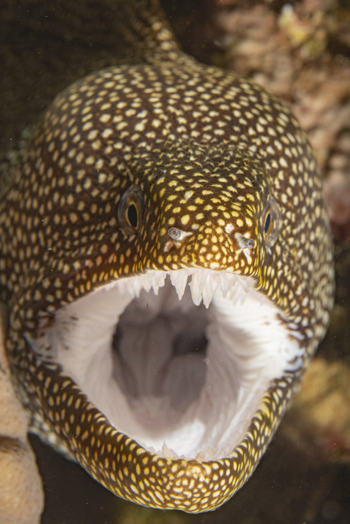 macrofotografia a lembeh