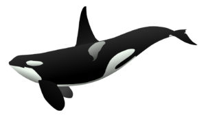 orche a genova