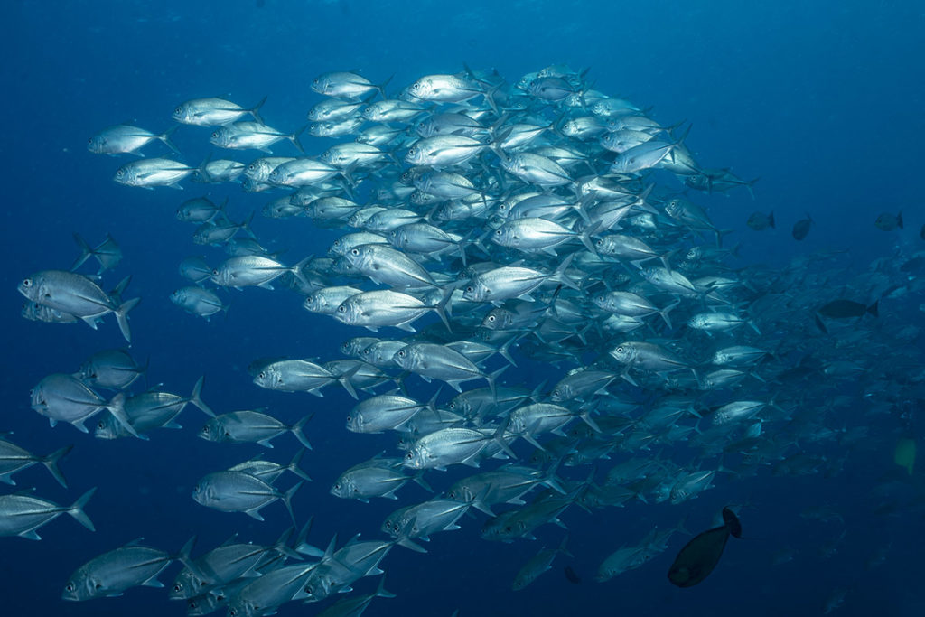 raja ampat