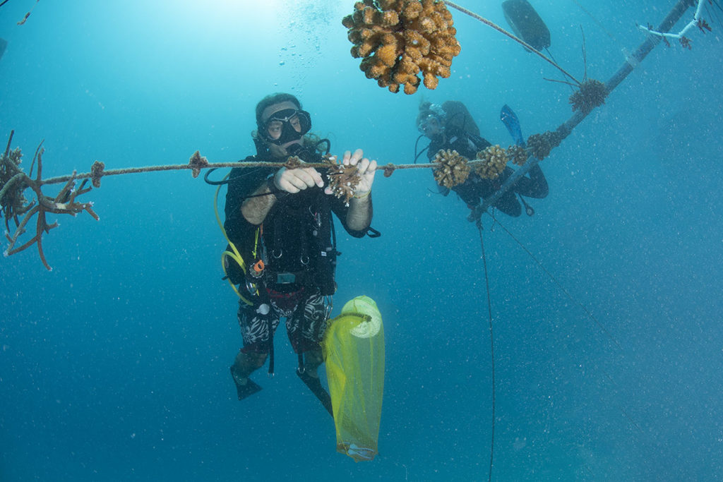 coralli delle maldive