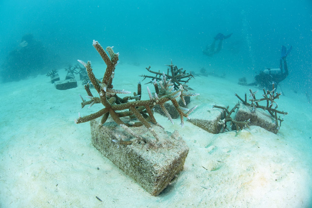 coralli delle maldive