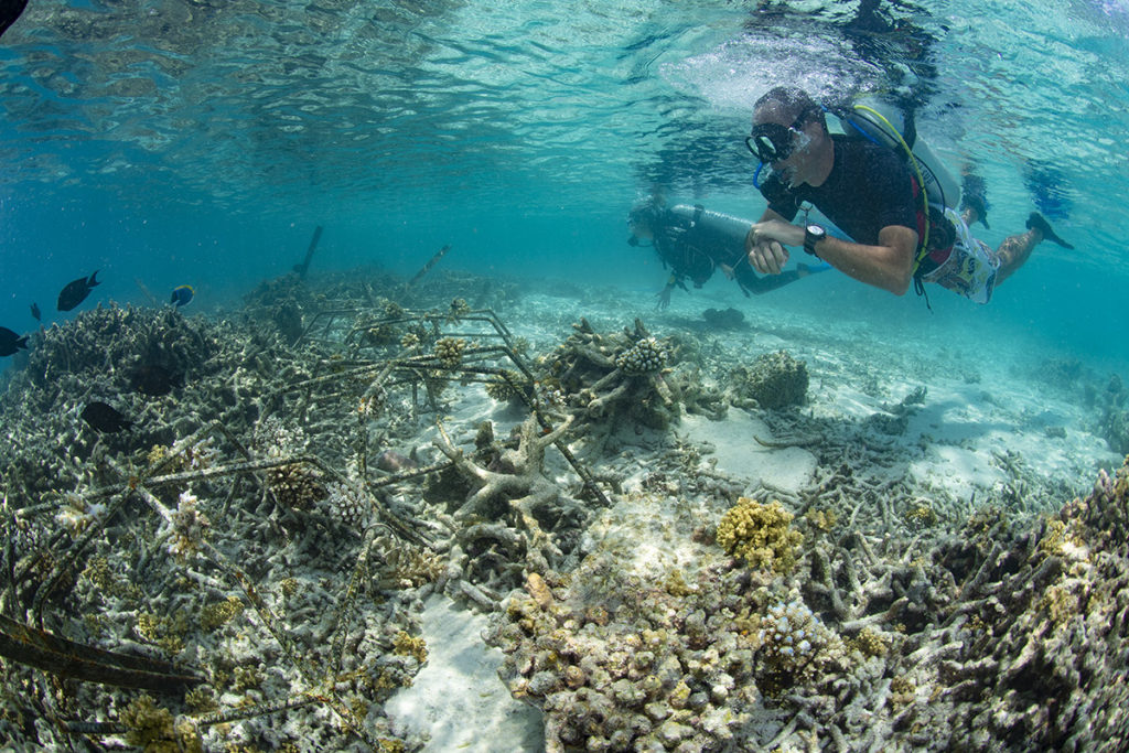 coralli delle maldive