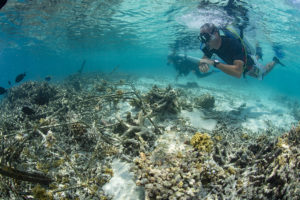 coralli delle maldive