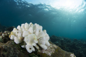coralli delle maldive