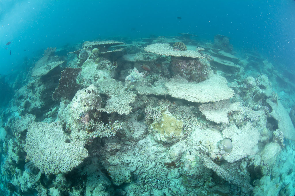 coralli delle maldive