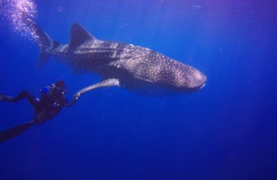 squalo balena alle maldive