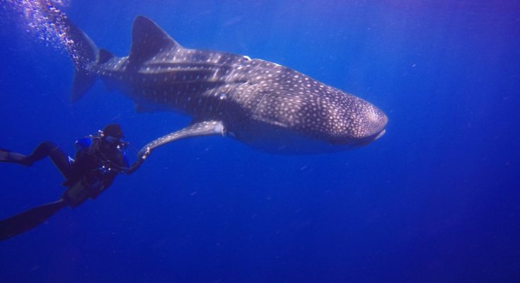 squalo balena alle maldive