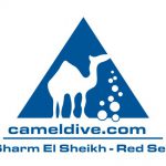 Camel Dive