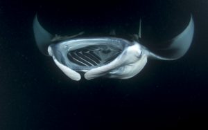 record di profondità per la manta