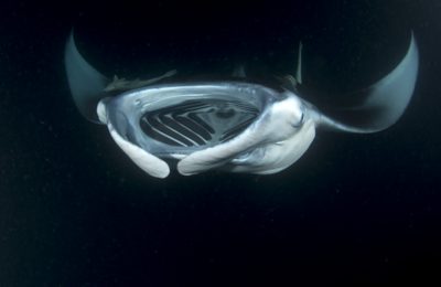 record di profondità per la manta