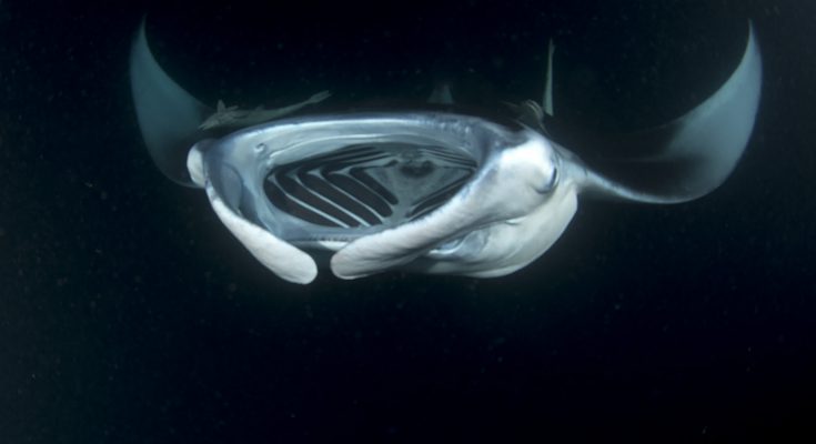 record di profondità per la manta