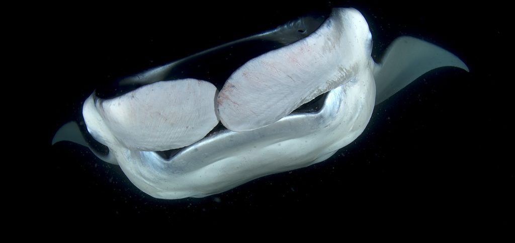 record di profondità per la manta