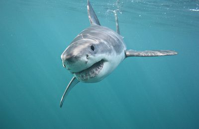 squalo bianco in mediterraneo