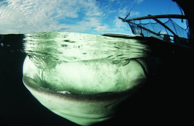 primati nel mondo animale