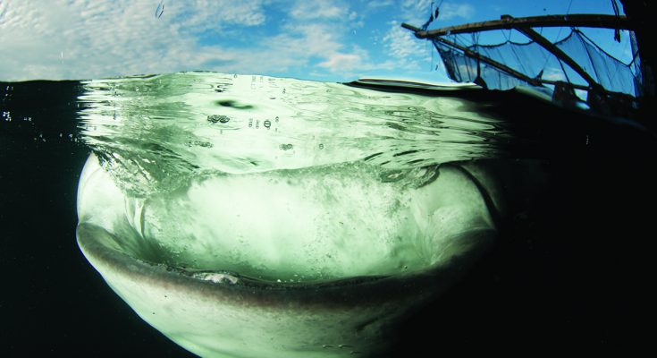 primati nel mondo animale