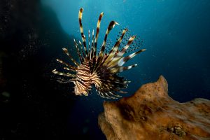 pesce leone in mediterraneo