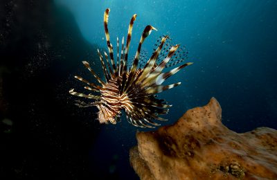 pesce leone in mediterraneo