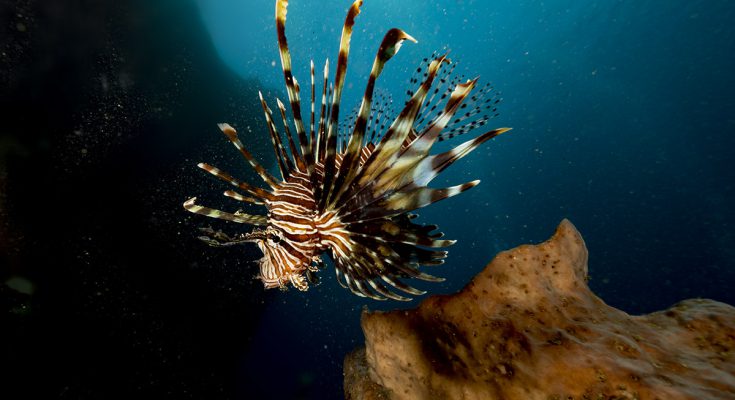 pesce leone in mediterraneo