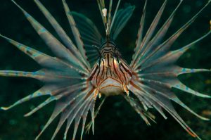 pesce leone in mediterraneo