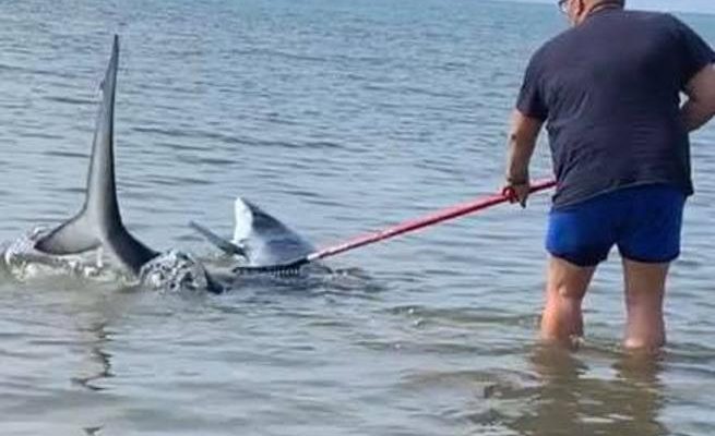 uomo salva squalo