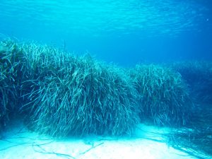 naturalista in tempo di pandemia