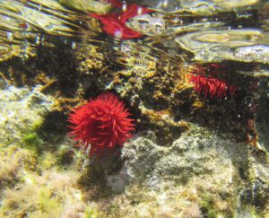 naturalista in tempo di pandemia