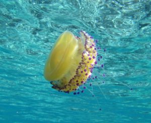 naturalista in tempo di pandemia