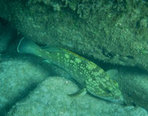 naturalista in tempo di pandemia