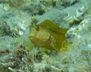 naturalista in tempo di pandemia