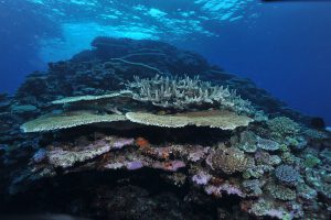 la costa ovest della nuova caledonia