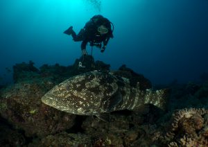 la costa ovest della nuova caledonia