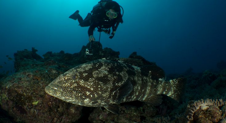 la costa ovest della nuova caledonia