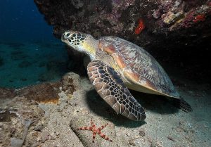 la costa ovest della nuova caledonia