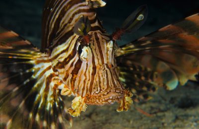 Specie Aliene in Mediterraneo