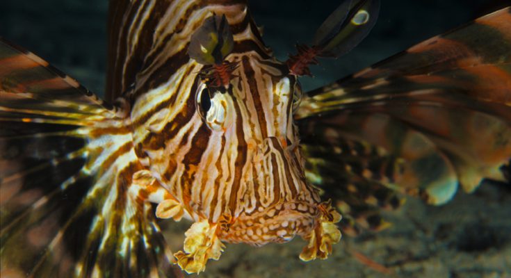 Specie Aliene in Mediterraneo