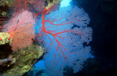 costa est della nuova caledonia