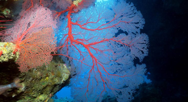 costa est della nuova caledonia