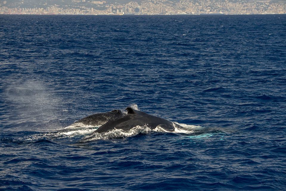 megattere in liguria