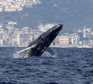 megattere in liguria