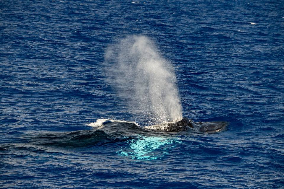 megattere in liguria